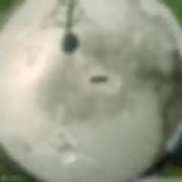 The Rendered Void
