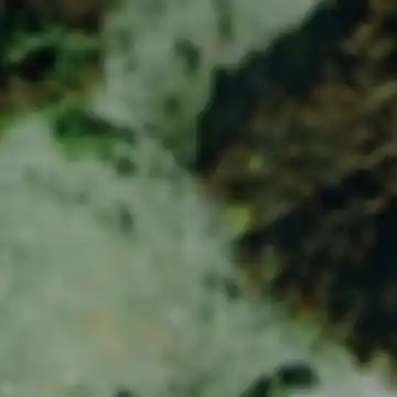 Ala