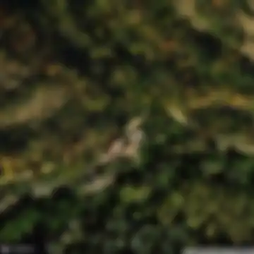 Amunartia, Ojacastro