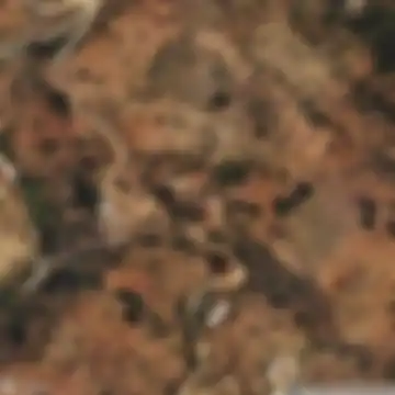 Almogía