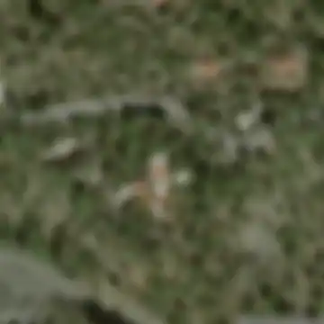 Traces of the Vector