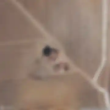 Avelões
