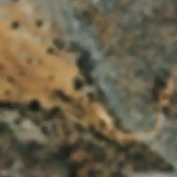 Loja