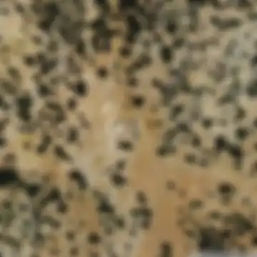 Cazorla