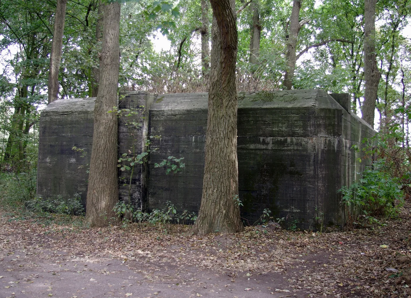 Large overgrown Atlantikwall ammunition bunker among the trees in the dunes near Wijk aan Zee