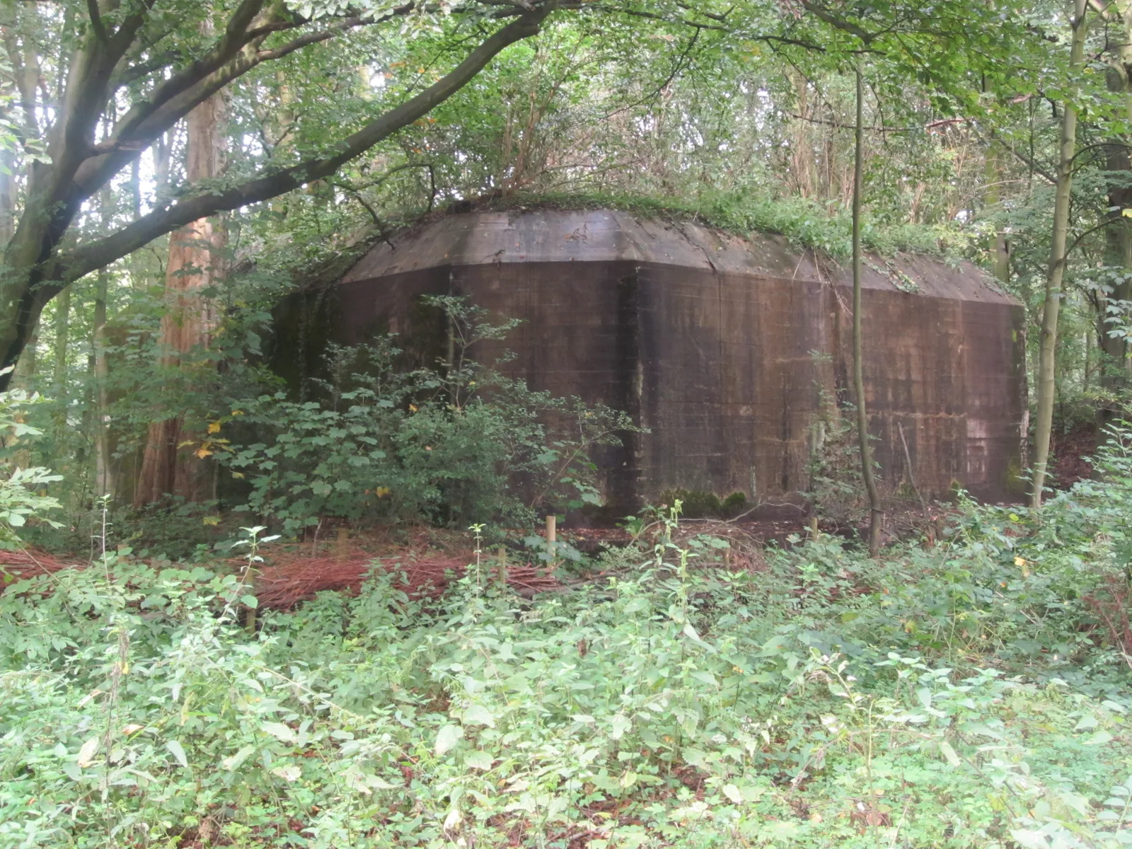Overgrown concrete bunker from 1942 in the Staelduinse Bos near 's-Gravenzande, now a bat reserve