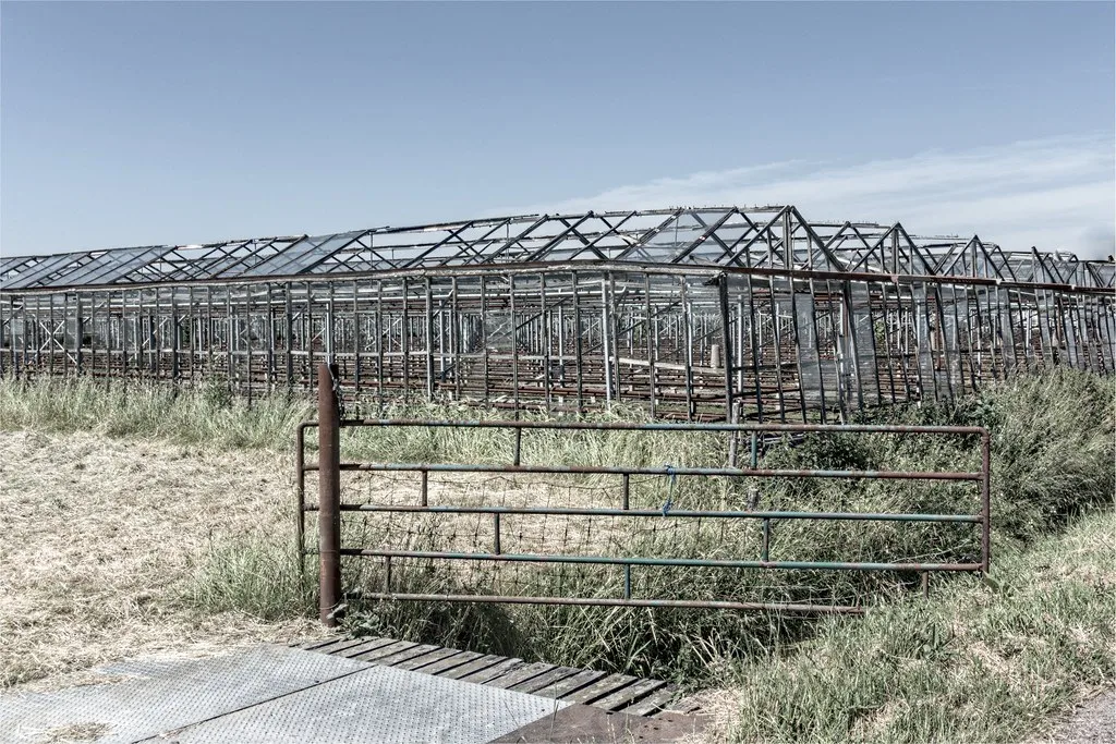 Skeleton of an abandoned greenhouse without glass in the Westland, South Holland, overgrown with grass